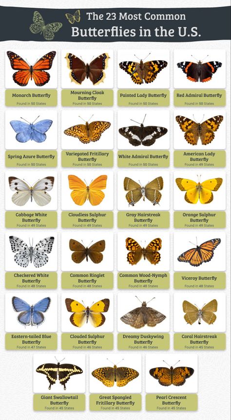 Michigan Butterflies, Butterflies Reference, Butterfly Types, Butterfly Identification, Butterfly Meaning, Butterfly Garden Plants, Butterfly Inspiration, Types Of Butterflies, Butterfly Species