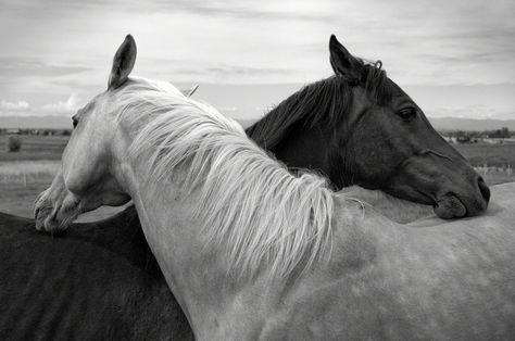 They'll make you want to run around in a field with your hair gracefully blowing in the breeze while a mournful tune plays on a flute. White Horse Photography, Horse Background, Horse Art Print, Horse Wallpaper, Black Horses, Two Horses, All The Pretty Horses, White Horses, Black Horse