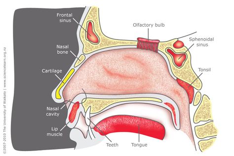 The human nose is structured to receive, warm and filter air before it enters the lungs and to give us the sense of smell. Nose Diagram, Maxillary Nerve, Nose Structure, Paranasal Sinuses, Human Respiratory System, Parts Of The Nose, Health Images, Nasal Cavity, Nose Drawing