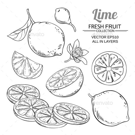 Lime Fruits Vector Set #Fruits, #Lime, #Set, #Vector Lemon Vector, Fruits Vector, Fruit Sketch, Orange Vector, Fruits Drawing, Fruit Vector, Fruit Art, Doodle Drawings, Botanical Illustration