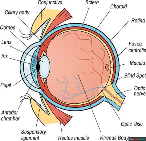 Learn How to Draw a Human Eye Diagram: Easy Step-by-Step Drawing Tutorial for Kids and Beginners. See the full tutorial at https://easydrawingguides.com/how-to-draw-a-human-eye-diagram/ Human Eye Diagram, Eye Diagram, School Bus Drawing, Polarity Therapy, Bus Drawing, Princess Crafts, Drawing Guides, The Human Eye, Back To School Art