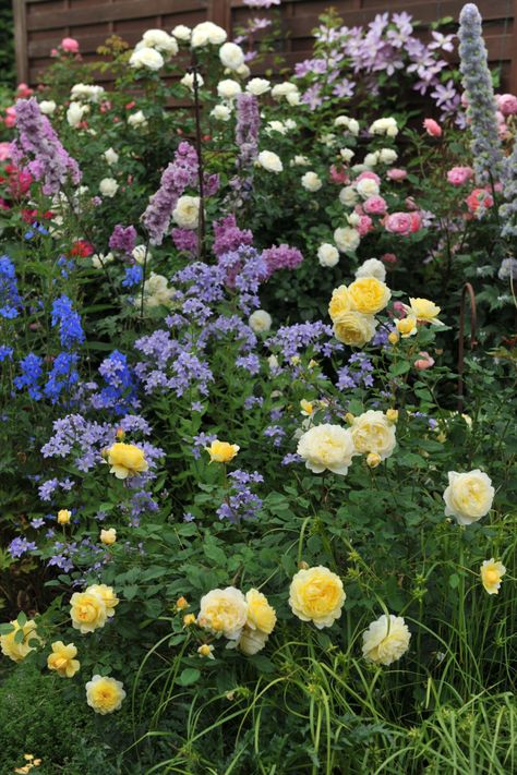 The Poets Wife Rose, Olivia Rose Austin, Catmint Nepeta, Cottage Garden Borders, Driveway Garden, Cottagecore Garden, Alchemilla Mollis, Sage Garden, Best Roses