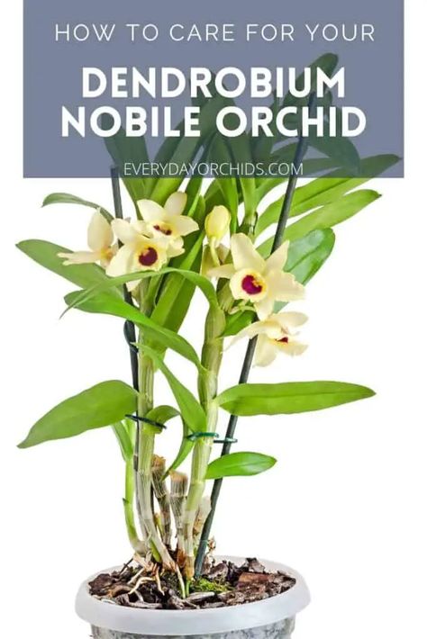 How To Fertilize Orchids, Looking After Orchids, Care Of Orchids, Dendrobium Orchids Care, Cymbidium Orchids Care, Ayurvedic Plants, Dendrobium Nobile, Flower Pot Hanger, Orchids In Water