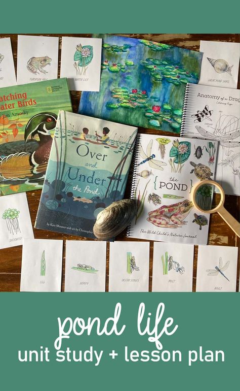 pond life , frog and toad unit study for kids Nature Study Units, Spring Unit Study Homeschool, Spring Homeschool Lessons, Pond Unit Study, Pond Habitat Projects For Kids, Spring Unit Study, Pond Lesson Plans Preschool, Pond Activities For Kids, Elementary Unit Studies