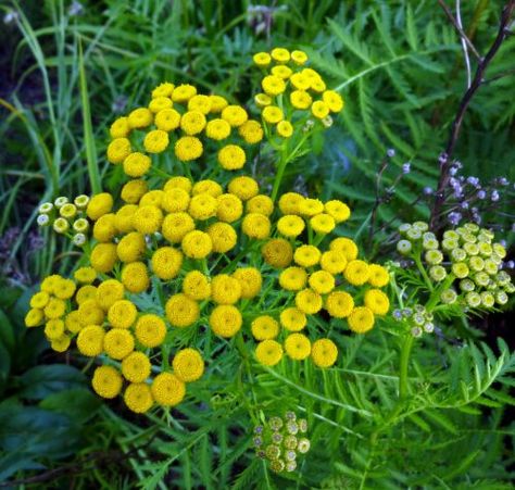 Tansy Plant, Tanacetum Vulgare, Yellow Yarrow, Magical Plants, Garden Solutions, Perennial Herbs, Flowers Perennials, Yahoo Search, Caicos Islands