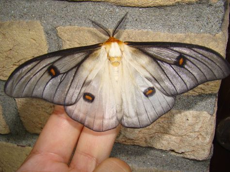 Ceranchia apollina - a Madagascar endemic species - in captivity in the Netherlands -- Bart Coppens Ghostly Silk Moth, Wedding Dress Video, Cute Moth, Dress Video, Moth Art, Cool Bugs, Witchy Wallpaper, Beautiful Bugs, Creepy Crawlies