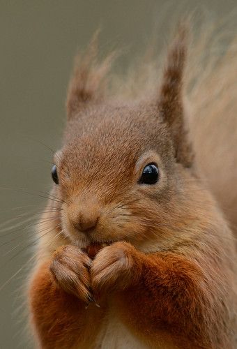 Uk Wildlife, Red Squirrels, Squirrel Pictures, Fox Squirrel, Cute Small Animals, Garden Animals, Wildlife Gardening, A Squirrel, Cute Squirrel