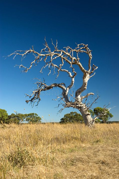 Rotting Tree, Withered Tree, Screaming Trees, Scary Tree Illustration, Creepy Tree Illustration, Old Gnarled Tree, Twisted Tree, Stock Photography Free, Anger