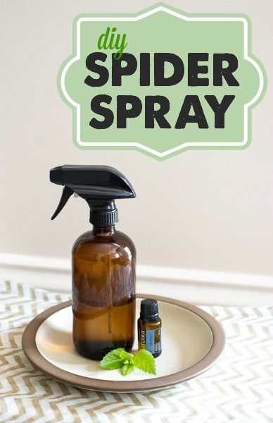 Get rid of Spiders for good with this All Natural Spider Spray Spider Prevention, Spider Spray, Spiders Repellent, Diy Spider, Handy Gadgets, Get Rid Of Spiders, Insect Spray, Diy Pest Control, Natural Pest Control