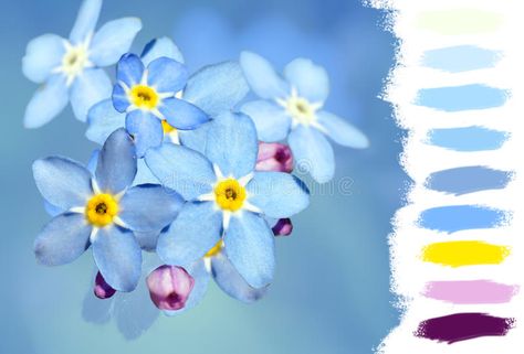 Forget-me-not Flower Color Palette Flower Color Palette, Flowers Color Palette, 12 Questions To Ask, Sky Blue Weddings, Forget Me Not Blue, Forget Me Not Flowers, Forget Me Not Flower, Blue Inspiration, Wallpaper Flower