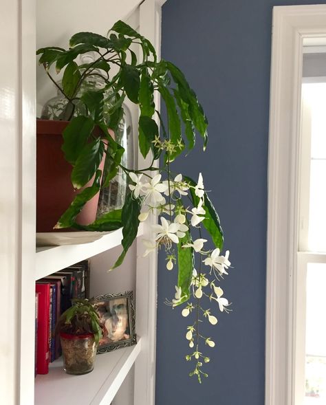 Strange Indoor Plants, Chains Of Glory Plant, Clerodendrum Wallichii, Jasmine Plant Indoor, Plant Pic, Chalk Fonts, Sweet Smelling Flowers, Plant Shopping, Dream Villa