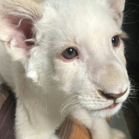 Cute Albino Animals, Albino Jaguar, Albino Cat, Rare Albino Animals, Black Jaguar White Tiger, Exotic Mammals, Albino Animals, Black Jaguar, Baby Tiger