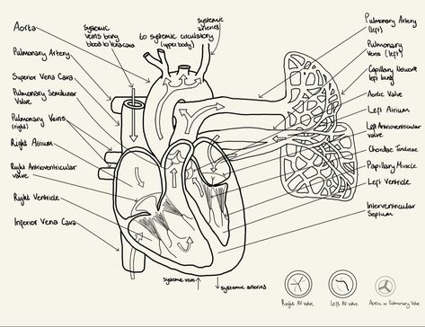 Diagram Of Heart, Heart Labelled Diagram, External Heart Diagram, Heart Diagram Labeled, Conducting System Of Heart Diagram, Lungs Drawing, External Structure Of Heart Diagram, Lungs Labelled Diagram, Vet Nursing