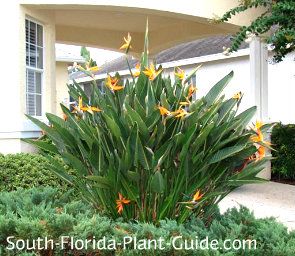 Orange Bird of Paradise Strelitzia reginae Nothing says South Florida living like orange bird of paradise, a natures work of art with exquisite flowers shaped like a bird in flight - or a crested birds head on long stems resembling the graceful neck of a crane. Orange Bird Of Paradise Plant, Zone 10 Landscaping, Florida Landscaping Ideas Front Yards, South Florida Landscaping Ideas, Florida Landscaping Ideas, Orange Birds, Florida Native Plants, Florida Garden, Bird Of Paradise Plant