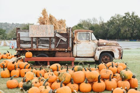 Barrel Train, Feeding Goats, Marble Falls, In A Rut, Strawberry Picking, Berry Farm, Picking Flowers, Fall Things, Pony Rides