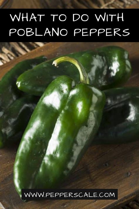 How To Use Poblano Peppers - I share tons of ways to use up these colorful green peppers. If you have a few extra ones on hand, or consider buying a few peppers at the store. Consider the Poblano. It is versatile, loaded with flavor, and will make your recipes stand out! #poblano #pepper #recipe #howtouse #guide #recipes #food #ideas Pablano Pepper Recipe, Poblano Recipes, Ground Beef Breakfast, Poblano Peppers Recipes, Roasted Poblano Peppers, Poblano Pepper, Pepper Recipes, Cooking Meals, Mexican Meals