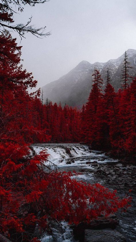 Red Forest Aesthetic, Red Forest Wallpaper, Forest Wallpaper Iphone, Image Aesthetic, Red Trees, Red Aesthetic Grunge, Red Forest, Forest Waterfall, Dark Red Wallpaper