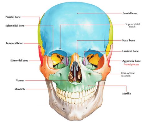 Frontal Process of Zygomatic bone Bone Anatomy Drawing, Zygomatic Bone, Frontal Bone, Sphenoid Bone, Bone Anatomy, Type Anatomy, Types Of Bones, Radiology Student, Facial Bones