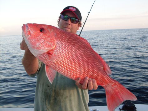 Florida+Fishing+Regulations | Florida Fishing Regulations and Florida Fishing Rules for 2014 Sebastian Florida, Florida Fishing, Sea Sports, Florida Fish, Fishing 101, Popular Hobbies, Salt Water Fishing, Fly Fishing Tips, Offshore Fishing