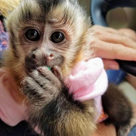 Capuchin Monkey Pet, Monkey Breeds, Monkey Pet, Capuchin Monkeys, Monkeys For Sale, Marmoset Monkey, Squirrel Monkey, Capuchin Monkey, Animals For Sale