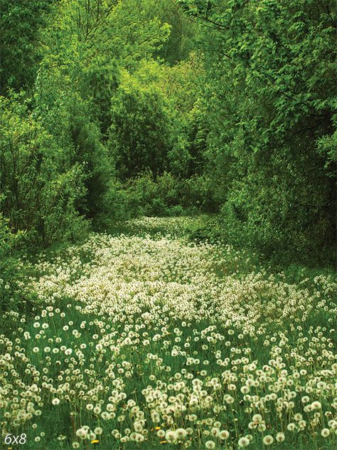 Dandelion Meadow Photography Backdrop - Photography backdrop featuring a lush green meadow with white dandelions and tall trees. Vibrant Green Aesthetic, Medow Photo Aesthetic, Spring Meadow Aesthetic, Soft Forest Aesthetic, Grass Green Aesthetic, Field Of Flowers Photoshoot, Meadow Core, Green Art Aesthetic, Soft Green Aesthetic