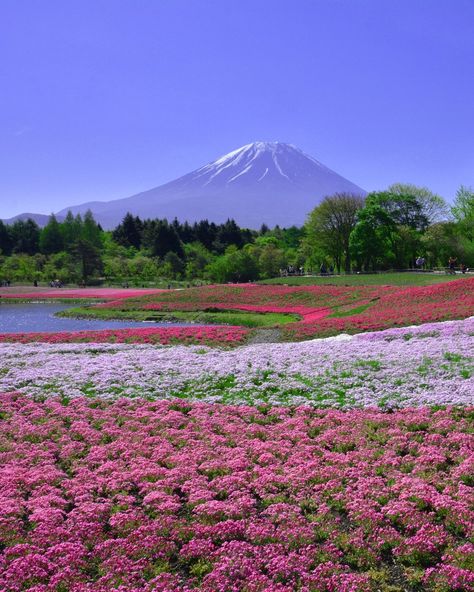 Pretty Places In Japan, Japan National Park, Japan In May, Japan April, Fuji Five Lakes, Mt Fuji Aesthetic, Japan Mountains, Japan In April, Mt Fuji