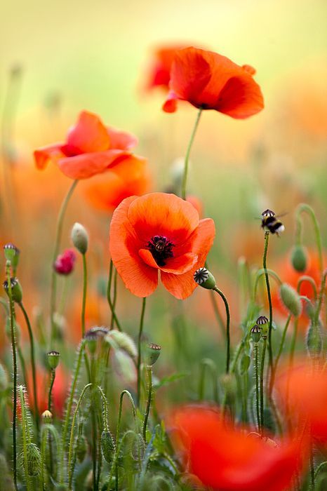 Poppy Flower Drawing, In Color Balance, Mosaic Flowers, Plant Drawing, Color Balance, Poppy Flower, The Grass, Red Poppies, Flower Pictures