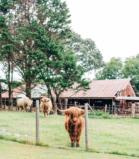 10 of my favorites of The Wheeler Family at @prospectfarms A little farmhouse and a little farm with the gorgeous highland cows and goats. 🐄 🐮 🐐 I'm so glad I was able to capture these images and this sweet time frame for them as they traveled through GA. Scroll through to see the best paid actor. Wheeler Family, Cows And Goats, Starting A Farm, Little Farmhouse, Dream Farm, Sweet Time, Future Farms, Highland Cows, Hobby Farms