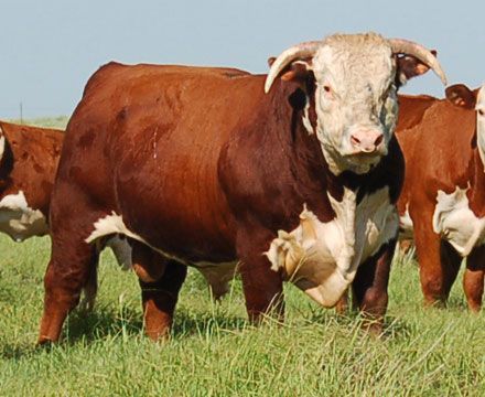 The American Cowboy Chronicles: Hereford Cattle - The Icon of the Cattle Industry Bull Pictures, Two Cows, Animal Breeding, Hereford Cattle, Longhorn Cattle, Cow Pictures, Beef Cattle, Cattle Ranching, Cattle Farming