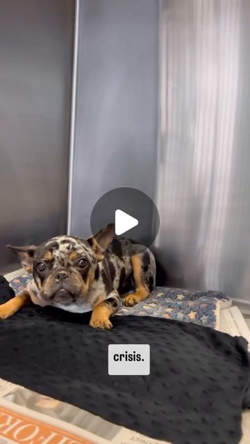 Frenchies on Instagram: "#Repost @roadogs
‼️The French Bulldog is in Crisis‼️

Please tag dog lovers and SHARE this video.

There are so many Frenchie Greeders now that the quote ‘market’ is saturated.
Pups are being given away to rescues because they can no longer sell them. 
So many Frenchies being dumped at shelters by people who don’t want to deal with their issues. 

In the last couple of years, the number of badly bred frenchies with allergies, soft palate, or gut issues has skyrocketed. 

How did we get here?

Because ignorant people believed the hype!  They thought that they’d be able to buy a Frenchie, Greed it -  No Fs given about health testing - and get rich off the puppies.  Instead all they’ve done is create is a glut of merle and ‘not so rare colour’  frenchies.  Eventually French Bulldog Quotes, Frenchie Pug, Being Dumped, French Bulldog Rescue, Merle French Bulldog, Soft Palate, Ignorant People, Gut Issues, French Bulldog Grown Up