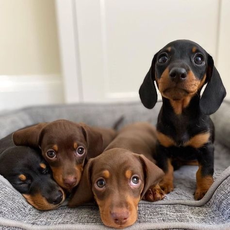 Puppies Photos, Miniature Dachshund Puppies For Sale, Miniature Dachshund Puppies, Doxie Puppies, Baby Dachshund, Dachshund Puppies For Sale, Dachshund Puppy Miniature, Miniature Dachshunds, Cute Animals Puppies