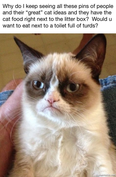 Grumpy Cat Memes, Festival Fashion Outfit, Cat Noises, New Halloween Costumes, Best Action Movies, Cocktail Drinks Alcoholic, Halloween Costumes For 3, Celebrity Halloween, Grumpy Cat Humor