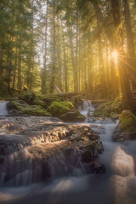 waterfall forest nature Earthy Backgrounds Nature, Waterfall In Forest Aesthetic, Forest Waterfall Wallpaper, Forest Waterfall Photography, Nature Photography Waterfall, Pretty Waterfall Aesthetic, Aesthetic Forest Background, Forest Waterfall Aesthetic, Waterfall Aesthetic Wallpaper