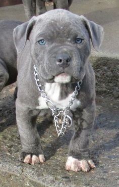 Blue eyes bluenosed pitbull ; puppy; dogs Grey Pitbull Puppies, Grey Pitbull, Pit Bull Puppies Blue, Blue Nose Pitbull Puppies, Cute Pitbull Puppies, Pitbull Dog Puppy, Pitbull Dog Breed, Blue Pitbull, Blue Nose Pitbull