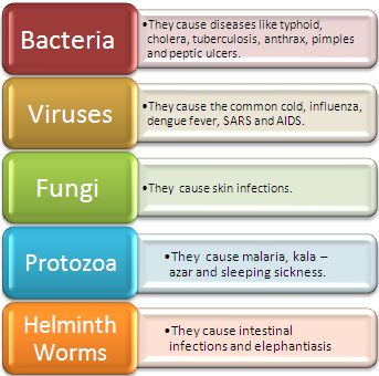 Gujarat Board Class 8 Biology | Dealing with Harmful Microorganisms | Lessson Summary, Notes & Q&A Microorganisms Notes Class 8, Micro Biology Notes, Microorganisms Notes, Microorganisms Microbiology, Class 8 Science Notes, Summary Notes, Medical Assisting, Nurse Study, Nurse Study Notes