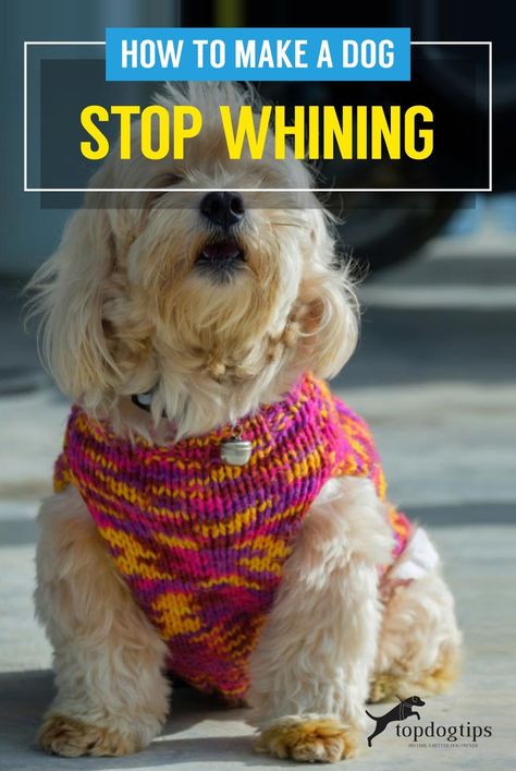 Puppy Whining, Dog Tricks Easy, Dog Whining, Morkie Dogs, Pet Remedies, Stop Whining, Dog Advice, Dog Behavior Problems, Dog Wine