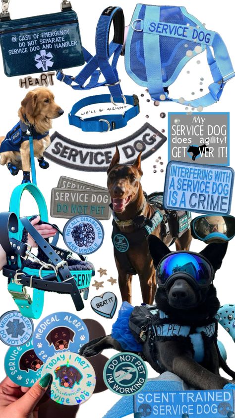 Service dog gear #servicedog#servicedogs#servicedoggear#bluegear#blue#dog#dogs#doggear Dog Vest Pattern, Service Dog Gear, Guard Dog Training, Psychiatric Service Dog, Service Dog Patches, Dog Training School, Dog Equipment, Dog Organization, Service Dogs Gear