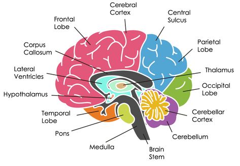 The human brain. It’s spongy to the touch, weighs about three pounds and looks kind of like a head of cauliflower Some parts of the brain, including the cerebellum and brain stem, are quite primitive. They help us coordinate our movements and control basic survival functions like breathing. And then there’s the cerebrum—the biggest and… Part Of The Brain, Brain And Its Parts, Cerebrum Anatomy, Parts Of Brain, Diy Brain Model, Parts Of The Brain, Different Parts Of The Brain, Functions Of The Brain, Brain Project Model Psychology