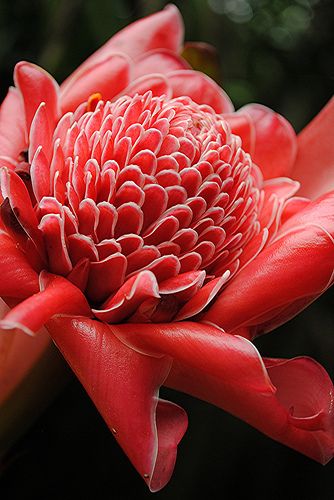 Garden Faeries, Etlingera Elatior, Odd Flowers, Torch Ginger Flower, Ginger Plants, Fairchild Tropical Botanic Garden, Torch Ginger, Ginger Lily, Red Ginger