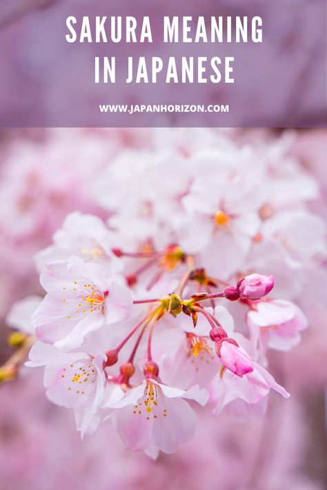 Sakura is one of the most used Japanese words around the world. We’ve heard it a lot in many Japanese anime, but I just figured out that we didn’t know much about its true meaning. Sakura Flower Meaning, Ghibli Cherry Blossom, Sakura Flower Tattoo Japanese, Sakura Meaning, Japanese Symbols And Meanings, Cherry Blossom Meaning, Japanese Cherry Blossom Art, Japanese Cherry Blossom Tattoo, Tokyo Marathon