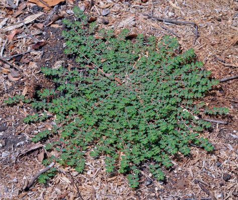 How to use weeds to read soil | MNN - Mother Nature Network Weeds In Garden, Common Lawn Weeds, Lawn Weeds, Zoysia Grass, Weeds In Lawn, Lawn Care Tips, Plants Growing, Garden Weeds, Aesthetic Garden