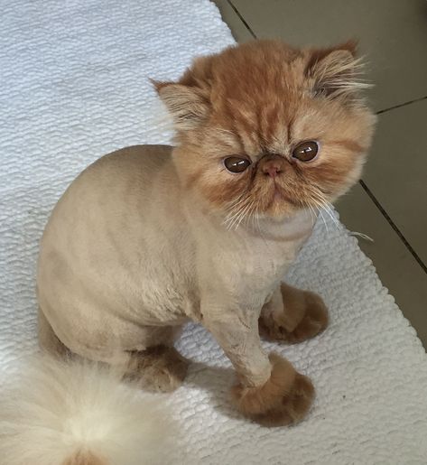 Persian Cat Haircut Styles, Persian Haircut, Persian Cat Haircut, Cat Grooming Styles, Cat Haircut, Persian Kitty, Cuddly Cats, Cut Cat, Cat Proofing