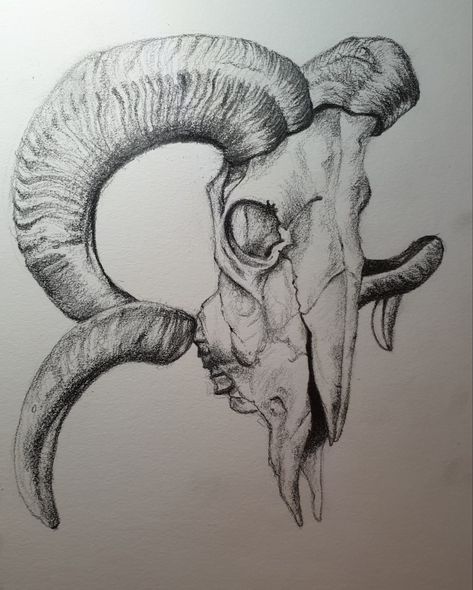 Ram Skull Sketch, Ram Skull Side View, Ram Skull Drawing, Skull Line Drawing, Skull Side View, Skull Sketch, Ram Skull, Flash Tattoo Designs, Skull Drawing