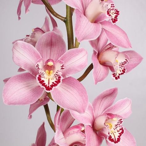 Cymbidium Orchid Summer Geyser Candy are perfect for wedding flower arrangements! They create a natural and delicate look! Also great for decorating! Head over to www.trianglenursery.co.uk for more information! Great wholesale prices! Tropical Orchid, Flower Arrangements Wedding, Dutch Flowers, Cymbidium Orchid, Orchid Arrangements, Cymbidium Orchids, Florist Supplies, Flowers Delivered, Pink Orchids