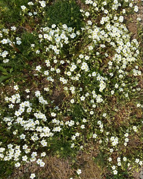 White Wildflowers, Dainty Flowers, Flowers Nature, Wild Flowers, Flowers, White, Nature