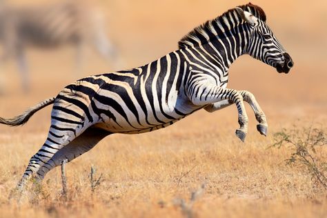 Running through Kruger National park, South Africa Zebra Running, Zebra Pictures, Funny Animals With Captions, Surviving In The Wild, Africa Animals, Baby Zebra, African Wildlife, Wild Dogs, African Animals