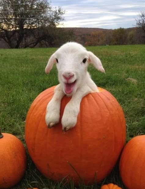 #halloween, #goat, #pumpkin, #pumpkingoat, #samhain, #fall, #falllove, #cuteanimals, Cottage Animals, Regnul Animal, Vet Assistant, Cute Goats, Counting Sheep, Baby Lamb, Baby Goats, Pretty Animals, Pure Joy