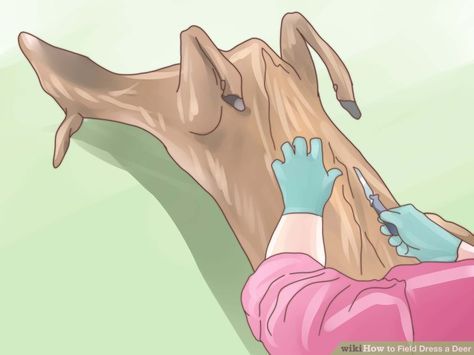 3 Quick and Easy Ways to Field Dress a Deer - wikiHow Field Dressing A Deer, Deer Butchering, Deer Processing, Field Dress, Deer Hunting Tips, Quail Hunting, Crossbow Hunting, Deer Hunting Blinds, Hunting Life