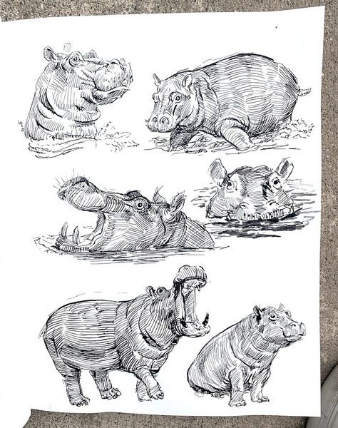 Hippo In Water Drawing, Hippo Aesthetic, Hippo Sketch, Hippopotamus Drawing, Hippopotamus Art, Hippo Tattoo, Hippo Drawing, Ink Sketchbook, Cow Art Print