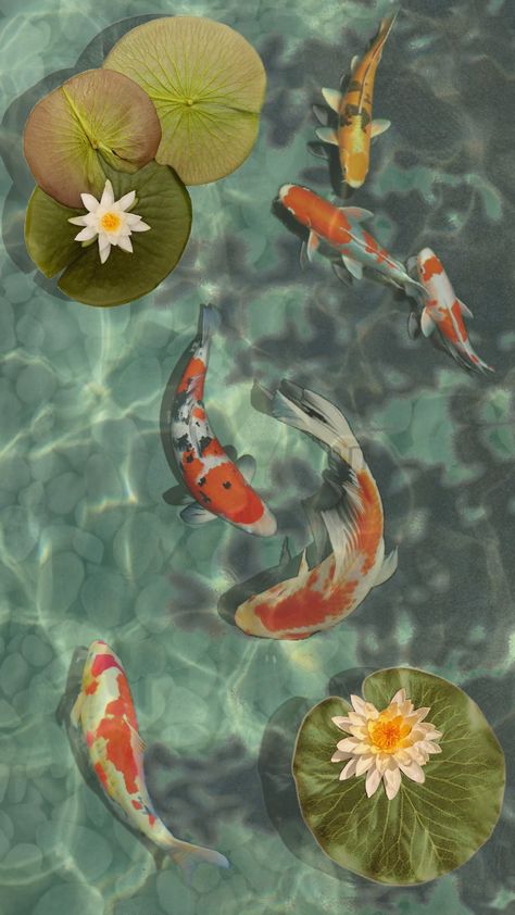 #koi #koifish #pond #vibes #fyp #aesthetic #wallpaper #zen #cottagecore #art #artcollage #fish #lilypads Cottagecore Art, Fyp Aesthetic, Hilarious Tweets, Koi Fish, Aesthetic Wallpaper, Koi, Zen, Lily, Fish